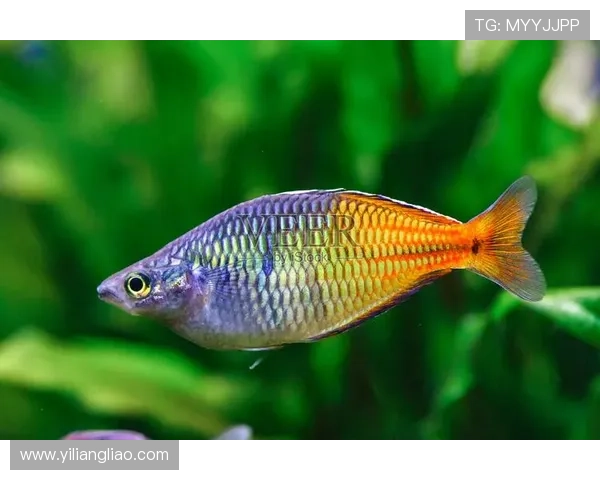 博鱼boyu网站最新优惠促销活动全面介绍优惠力度空前吸引大量玩家